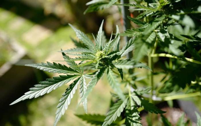 Il Marocco vicino alla legalizzazione della cannabis: svolta storica in arrivo