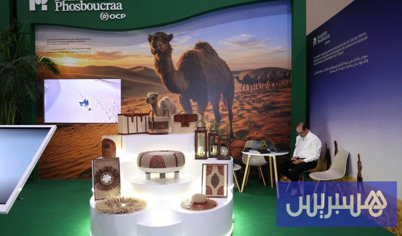 Filiera cammello sviluppo Sahara Marocco 2026