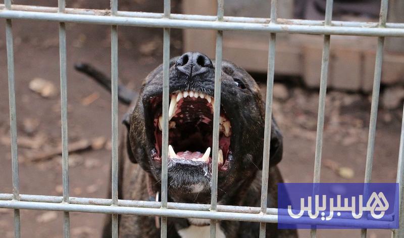 Legge cani pericolosi Marocco aggiornamenti 2026
