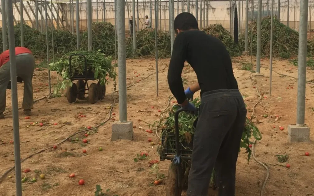 Migranti subsahariani indispensabili nell’agricoltura marocchina e impatto sulla comunità