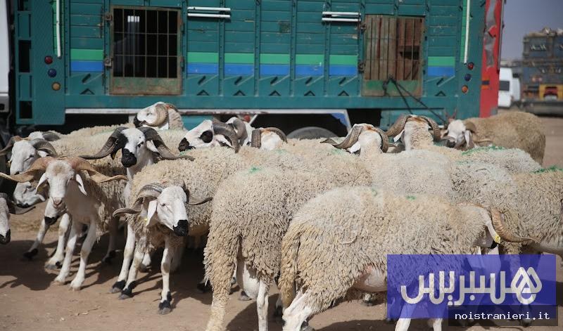 Aumenti prezzi bestiame Marocco tasse illegali 2026