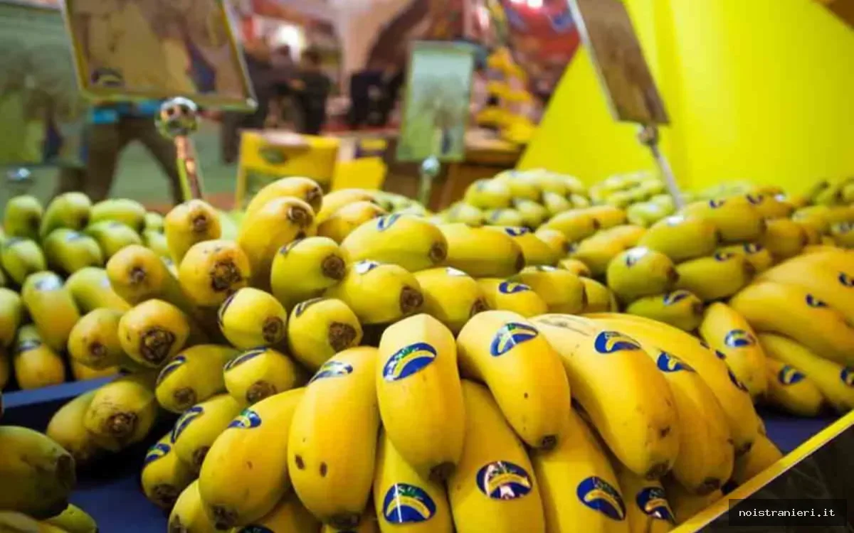 Banane Canarie mercato marocchino 2025