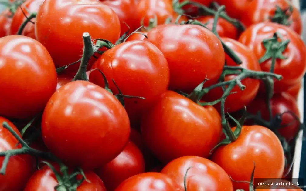 Esportazioni pomodori Marocco supera Spagna 2026