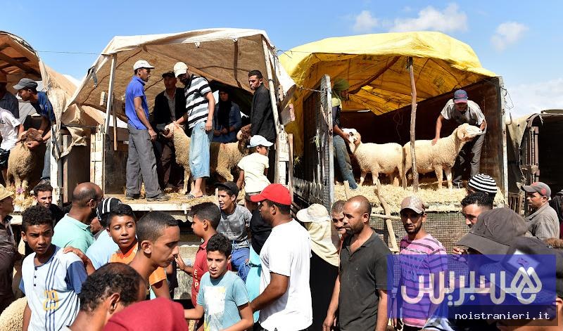 Mercati temporanei per prezzi stabili pecore Eid 2026 Marocco