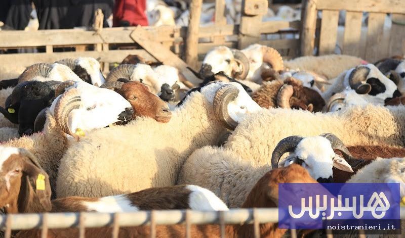 Mercato Aghnà Eid al-Adha Rabat 2026