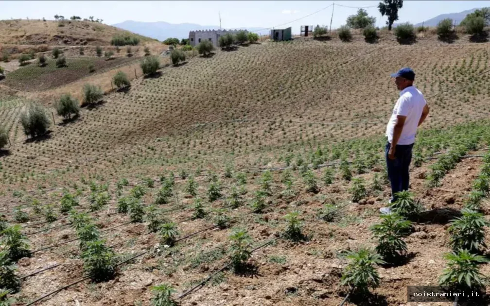 Mercato clandestino cannabis Marocco resiste 2026
