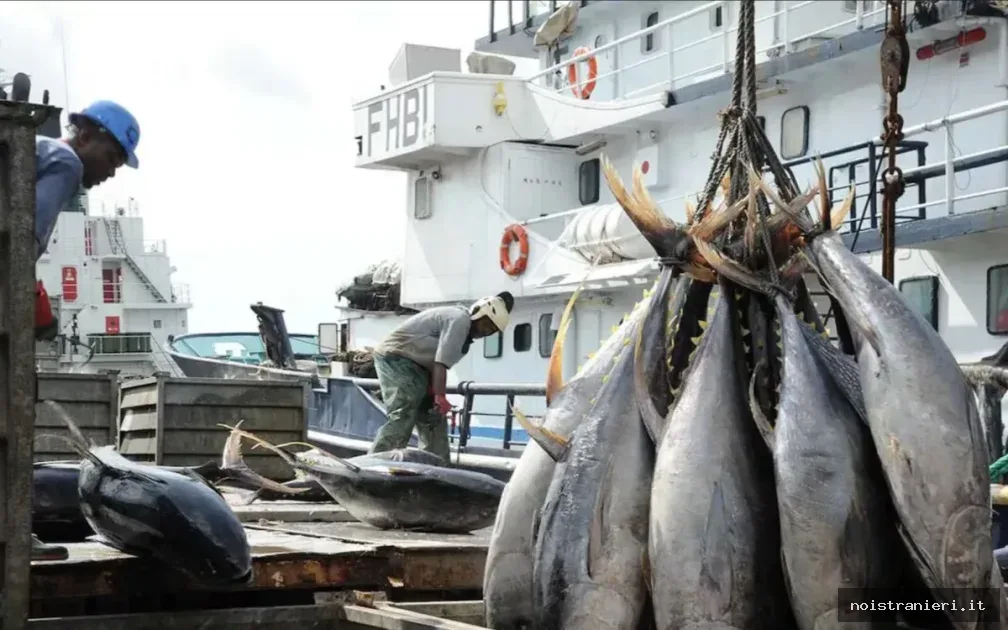 Pesca Marocco esaurimento risorse esportazioni 2026