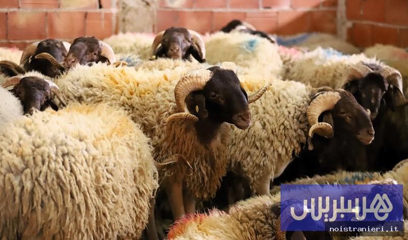 Vendita animali sacrificio quartieri residenziali Marocco 2026