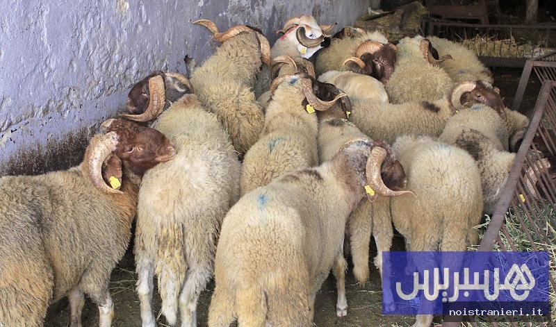 Vendita bestiame Marocco separazione aree residenziali 2026
