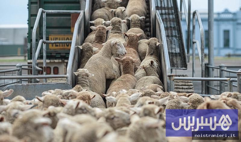 Commissione inchiesta import bestiame Marocco 2026