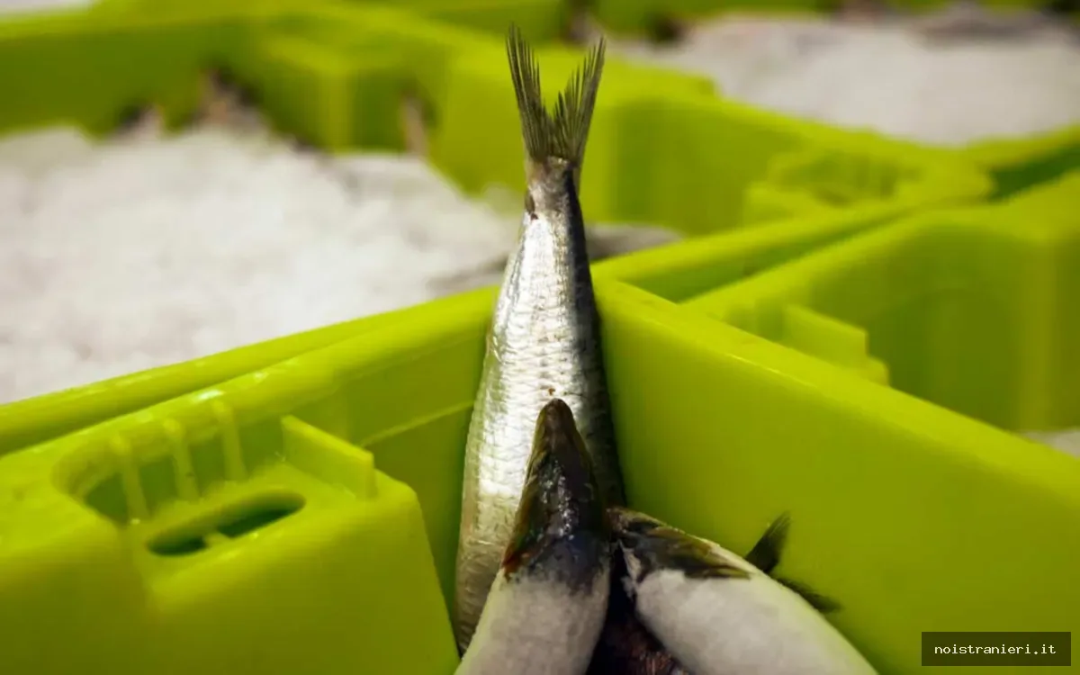 Crisi sardine Francia blocco esportazioni Marocco 2026