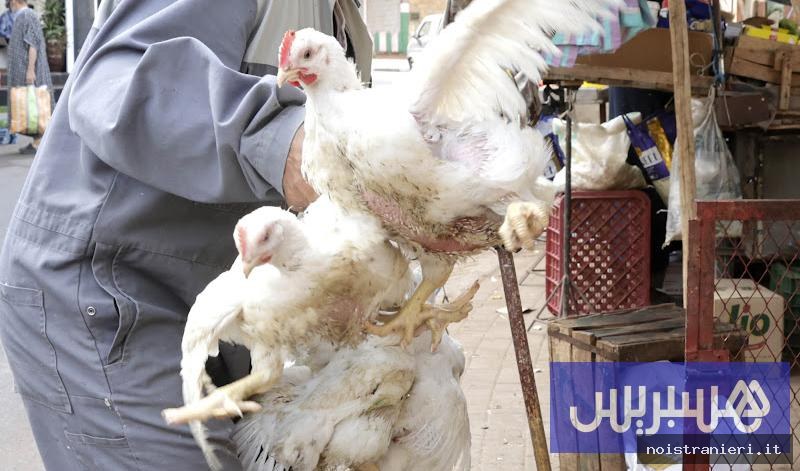 Prezzi pollo Marocco crollo eccesso pulcini 2026