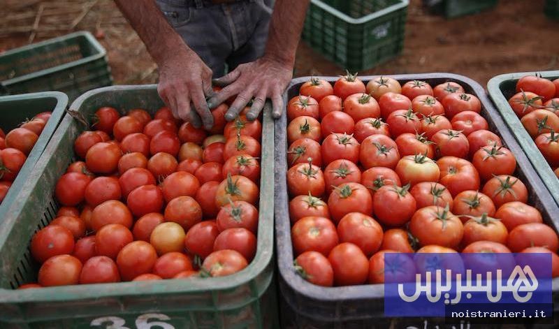 Esportazioni pomodori marocchini Francia 2026