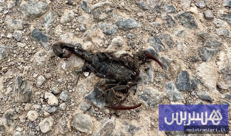 Antitossine Marocco scorpioni serpenti 2026