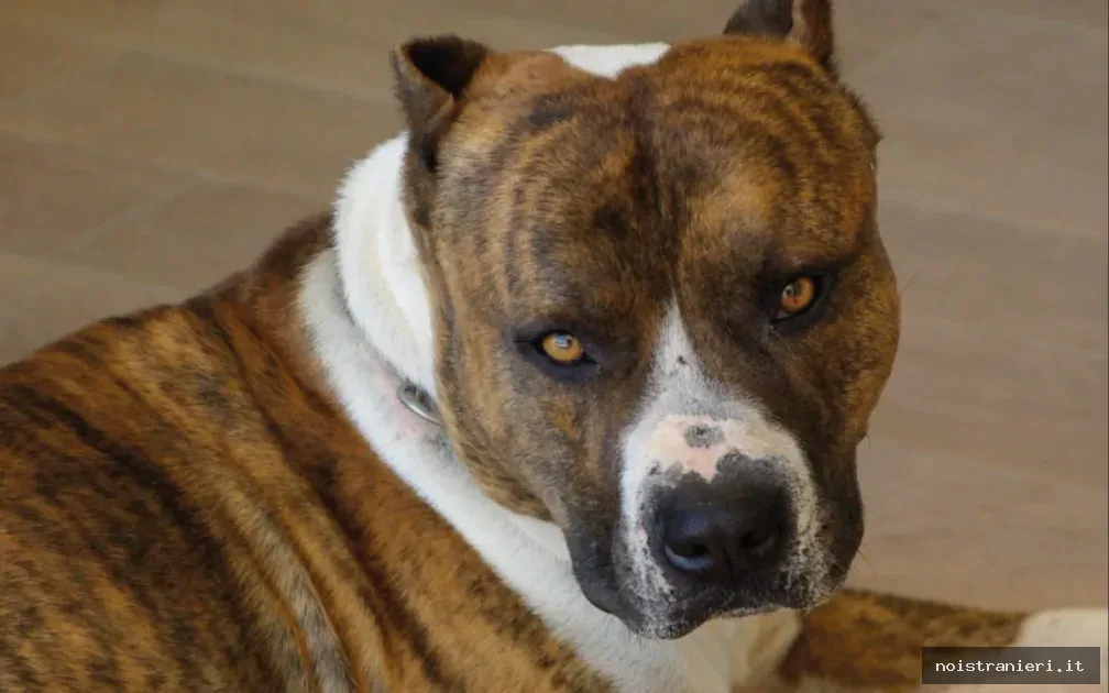 Divieto cani pericolosi Marocco 2026