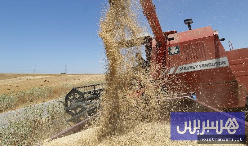 Raccolta grano Marocco 2026: 100 mila quintali giornalieri