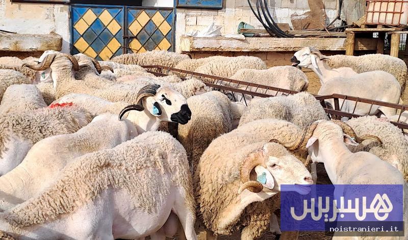 Mercati bestiame Marocco disturbi limitati Eid al-Adha 2026
