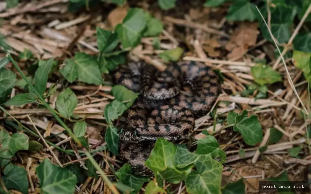 Morsura vipera Tinghir emergenza 2026