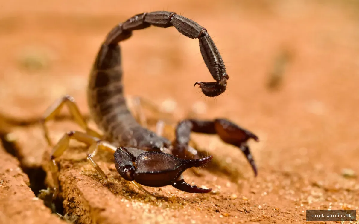 Scorpioni a Ouezzane Marocco emergenza sanitaria 2026