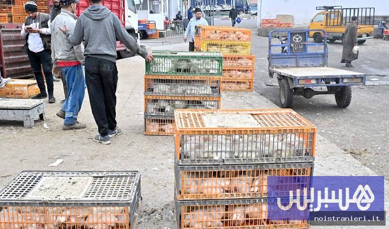 Settore avicolo Marocco offerta domanda 2026