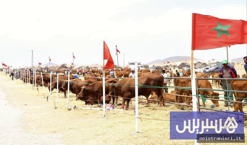 Sostegno importazione bestiame Marocco scontro parlamentare 2026