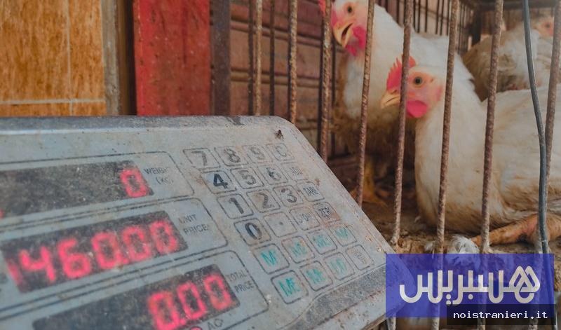 Prezzi pollo Marocco aumento e carne coniglio 2026