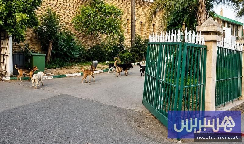 Cani randagi Ouezzane gestione 2026