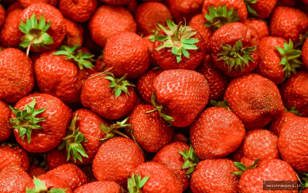 Fragola marocchina crisi esportazioni 2026