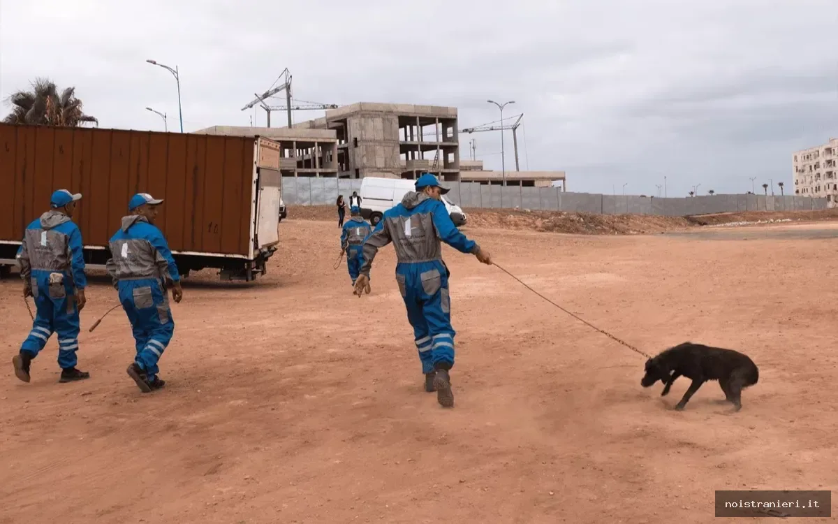 Legge animali randagi Marocco e impatto 2026