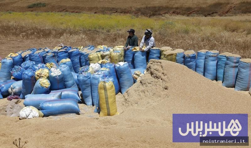 Grano tenero Marocco raccolta 2026 aggiornamenti