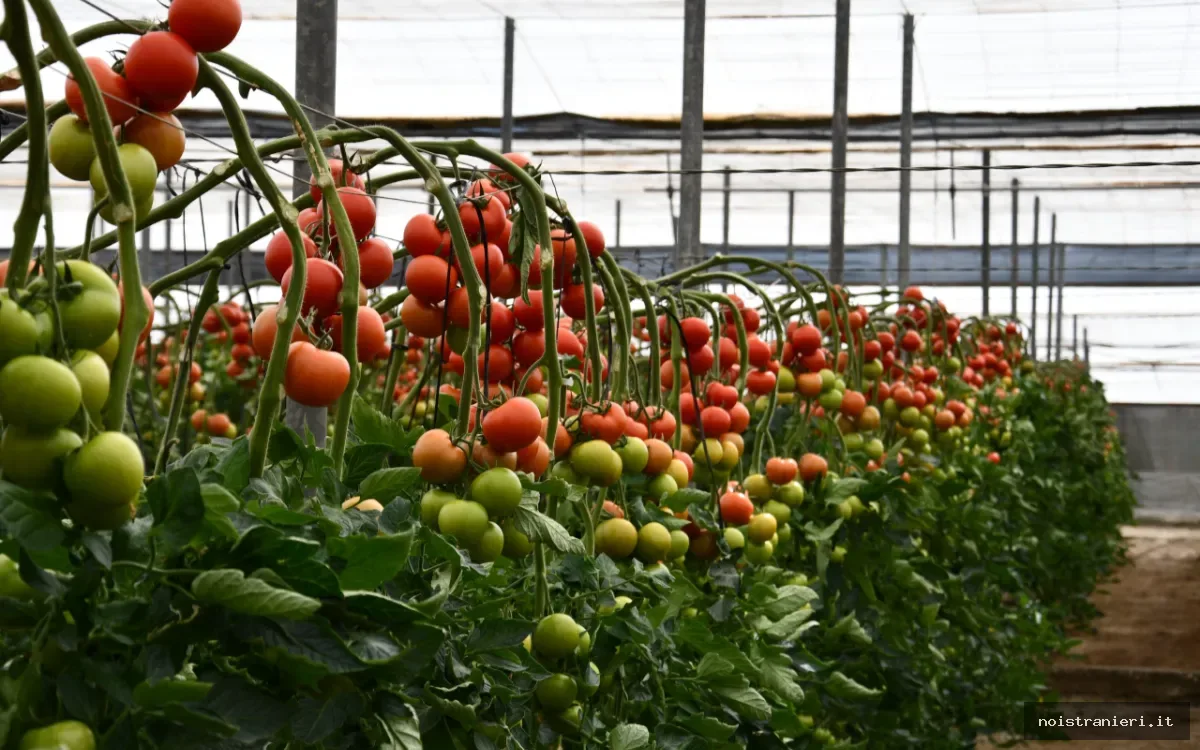 Tomate marocchina sorpasso Spagna 2026